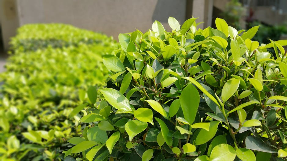 Close-up of a well-maintained garden hedge composed of dense, bright green foliage with glossy, oval-shaped leaves that have a smooth texture. The hedge appears freshly trimmed, with a neat and unifor